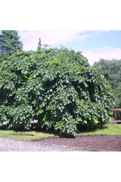 Ulmus glabra Pendula